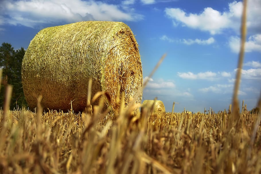 straw bales, straw, glean, stubble, field, summer, harvest, harvested, straw rent, agriculture