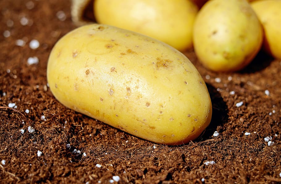 closeup, potato, potatoes, vegetables, erdfrucht, bio, harvest, garden, food and drink, food