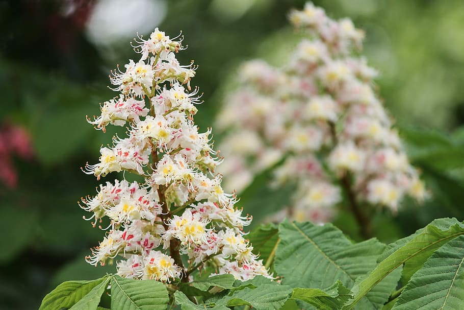 pink-and-yellow, horse, chestnut, flowers, selective-focus, photography, chestnut blossom, castanea, fagaceae, blossom