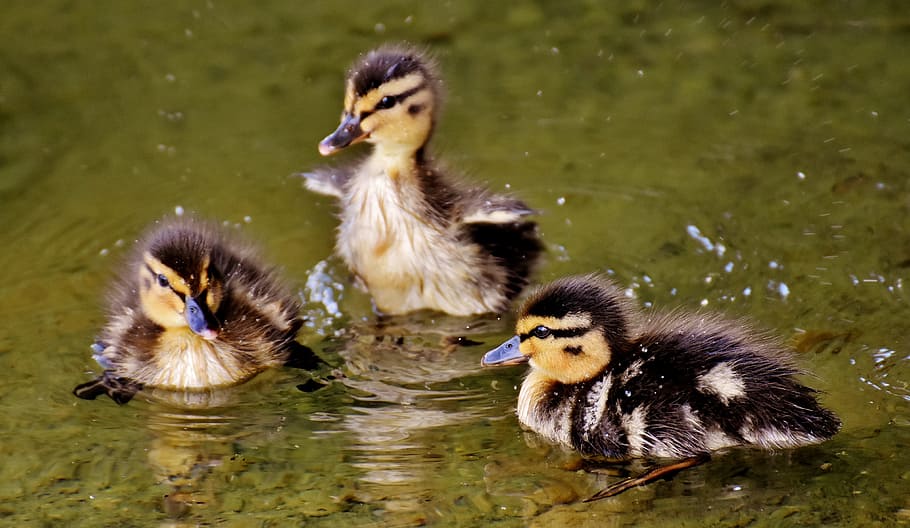 three, black-and-white, ducklings, water, mallards, chicks, baby, swim, small, cute