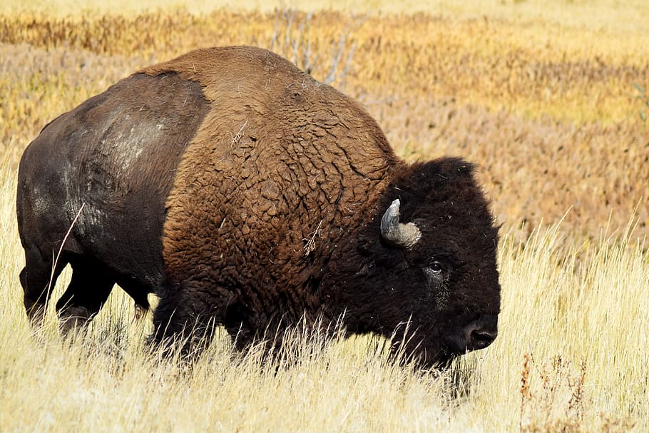 bison, buffalo, wildlife, animal, american, wild, nature, mammal, grazing, bull