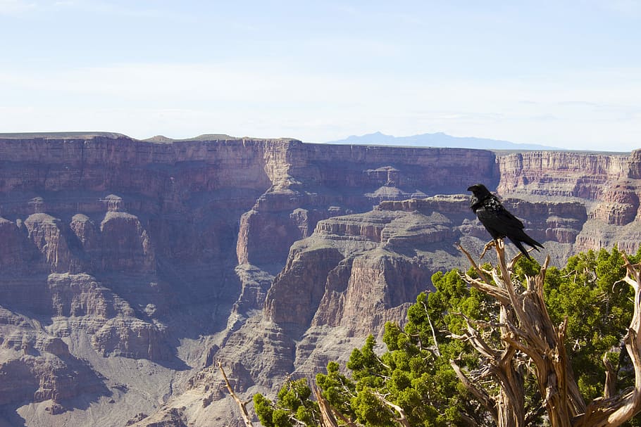 Crow, Grand Canyon, Grand, Canyon, grand, canyon, national, nature, park, black, america