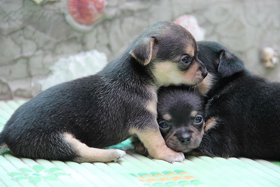 three, short-coated black-and-gray puppies, chihuahua, dog, pet, breed, puppy, animal, cute, mammal