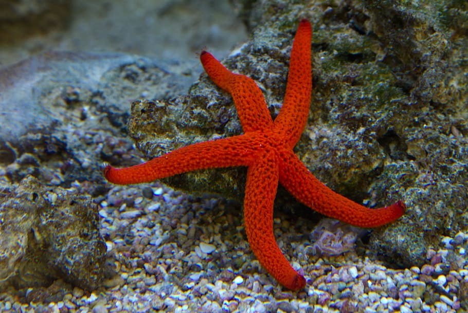 red starfish underwater, Starfish, Underwater, Sea, Ocean, star, red, one animal, sea life, animals in the wild