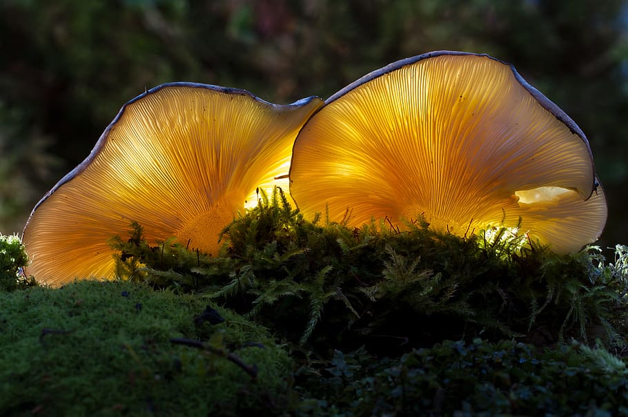 two yellow mushrooms, mushroom, bright, nature, plant, moss, forest mushrooms, oyster mushroom, light on, illuminated