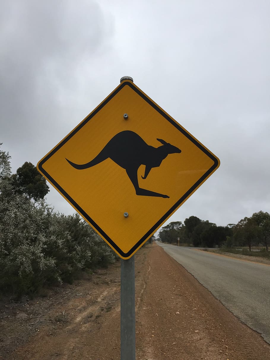 australia, kanguru, jalan, sinyal, kuning, tanda, Tanda peringatan, Tanda jalan, bahaya, keselamatan