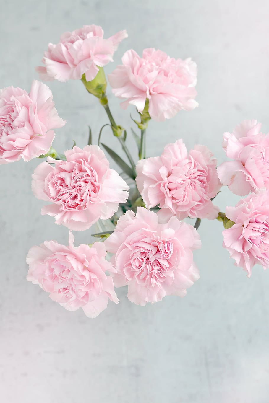 aerial, pink, flowers, vase, cloves, carnation pink, petals, carnation bouquet, from above, close