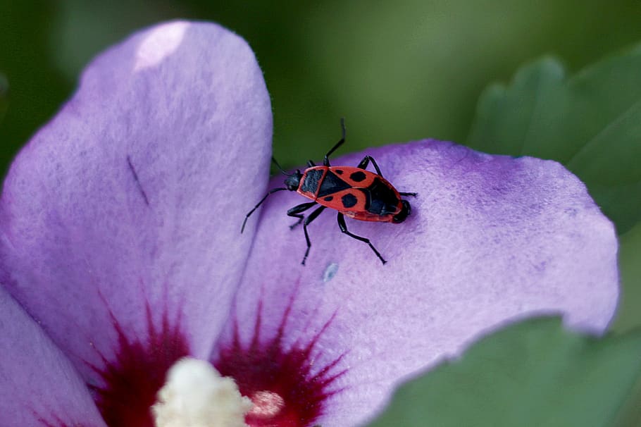fire bug, insect, close up, hibiscus, invertebrate, animal wildlife, animals in the wild, animal themes, animal, flower