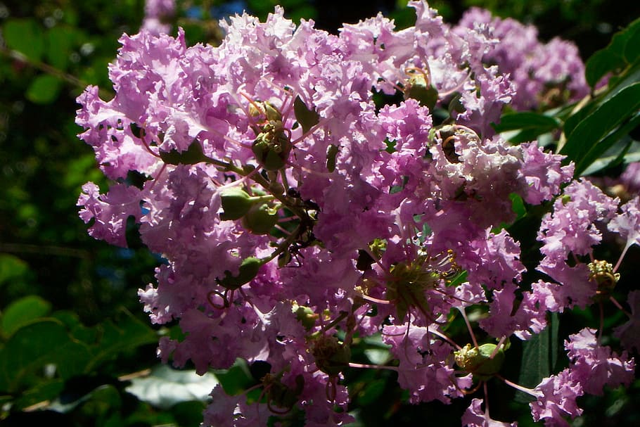 púrpura, lila, flores, racimo, arbusto, verde, jardín botánico 