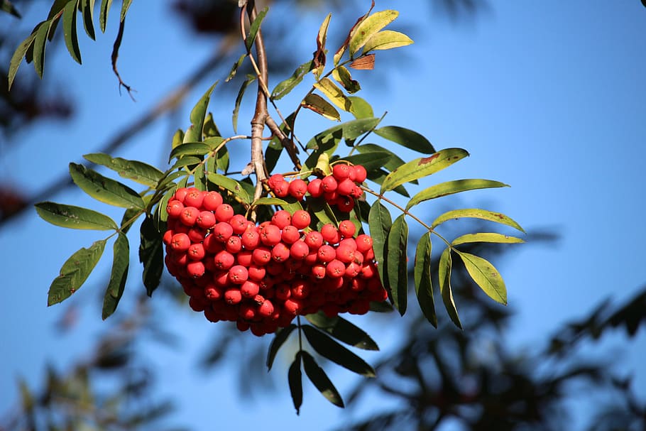 Mountain Ash, Rowan, Red, Sky, Autumn, red, sky, fruits, fruit, tree, food and drink