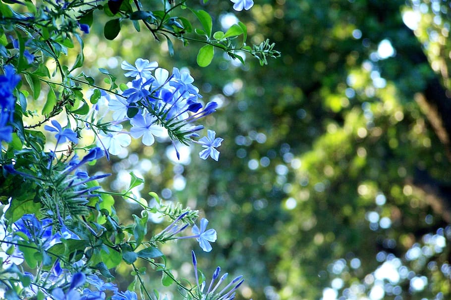 Plumbago, bunga, mekar, biru, tanaman, pertumbuhan, pohon, keindahan di alam, kesegaran, tanaman berbunga