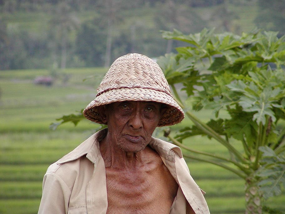 bauer, poverty, old man, paddy, asia, hat, real people, front view, one person, portrait