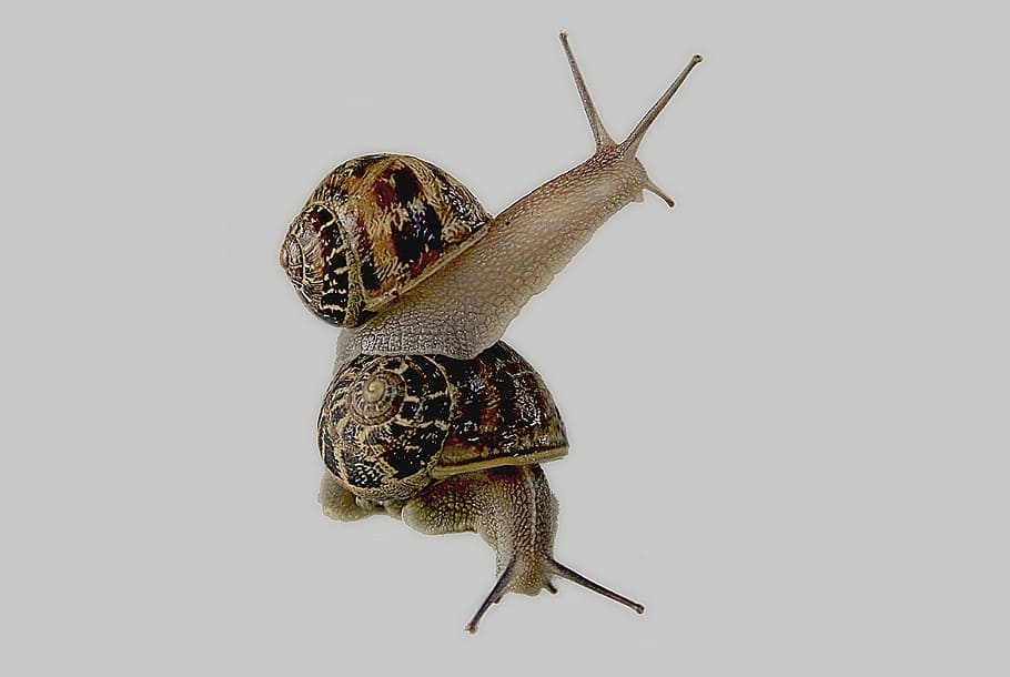 two, brown, garden snails, closeup, snail, gastropod, shell, animal, slimy, nature