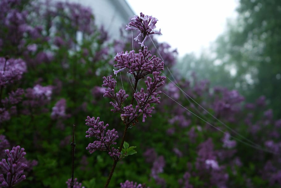 close, purple, flower, daytime, flowers, web, fog, morning, dew, spring
