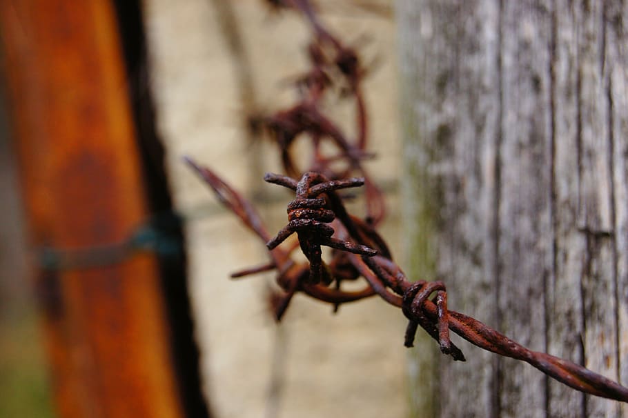 barbed wire, verrostst, fence, metal, old, close-up, invertebrate, animal themes, animal, day