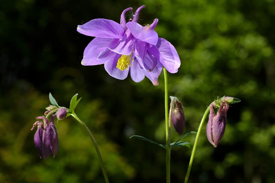 selectivo, fotografía de enfoque, púrpura, flor de aguileña, aguileña, aguileñas, aquilegia, ranunculaceae, flor, florecer
