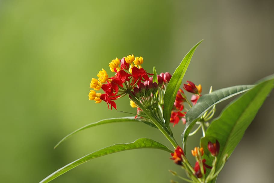 flor, naturaleza, salvaje, natural, al aire libre, agua, sol, primavera,  color verde, planta | Pxfuel