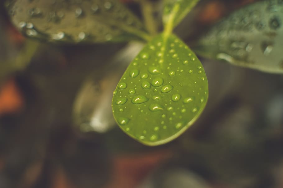 green, plants, leaves, nature, wet, raining, outdoors, drop, water, close-up