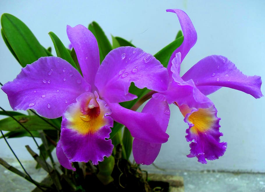 roxo, flores da orquídea cattleya, foto, bunga, anggrek, indonésia, asiáticos, flor, flora, natureza
