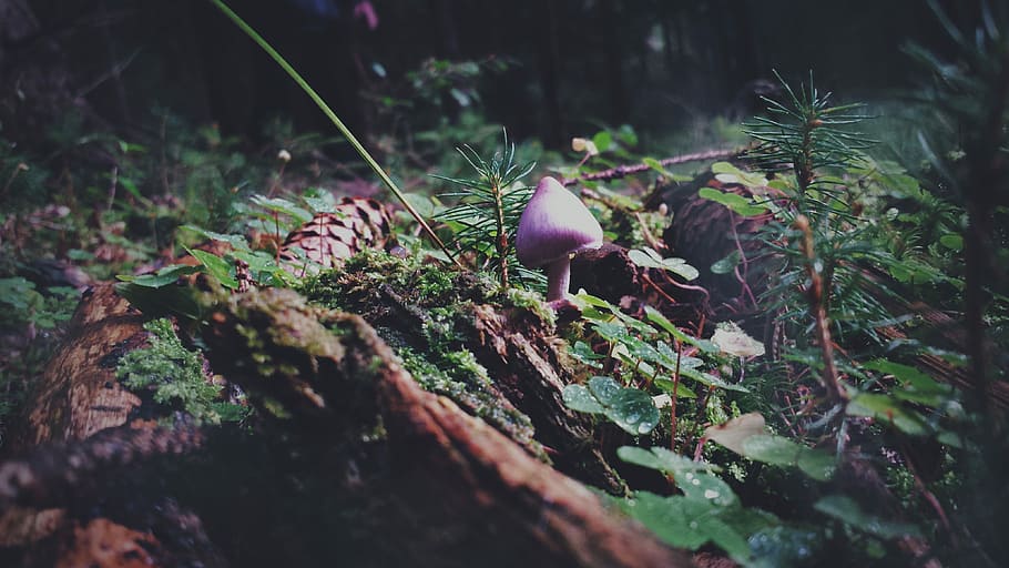 Mushroom, Forest, Nature, Autumn, Toxic, gift, moist, forest floor, mushroom picking, champion