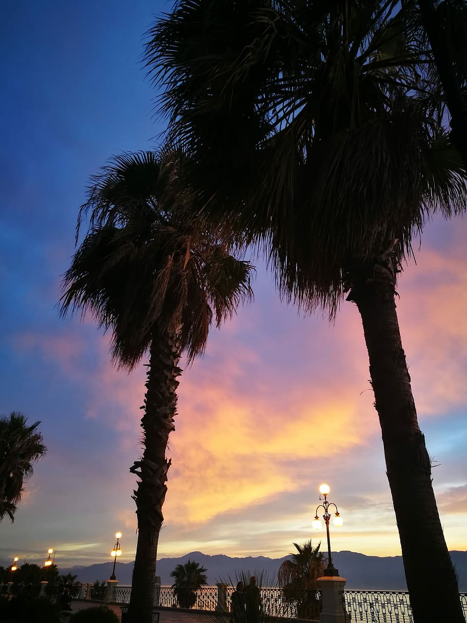 Palms, Waterfront, Reggio Calabria, sunset, landscape, palm tree, tree, silhouette, sky, cloud - sky