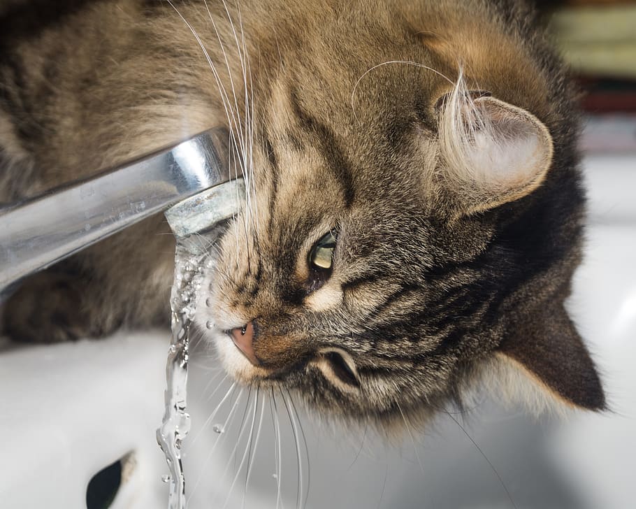 cat, norwegian forest cat, drink, water, faucet, bathroom, thirsty, pet, animal, drip