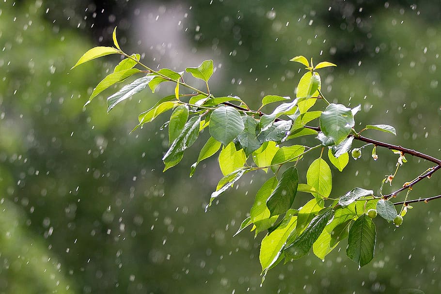 rain, weather, precipitation, raindrops, the branch of a tree, wet, drops, leaf, plant part, plant