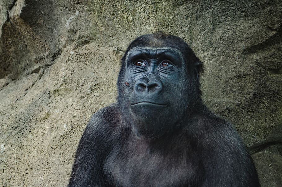 gorilla, monkey, mammal, animal, black, face, hair, fur, primate, ape