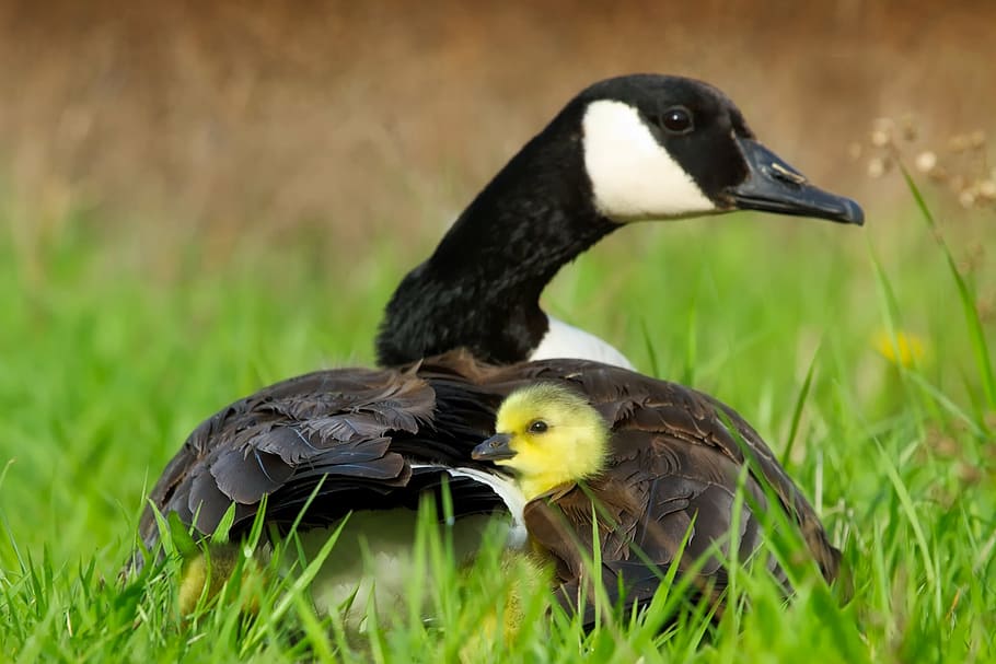 black, brown, duck, duckling, green, grass, goose, geese, ducks, cute