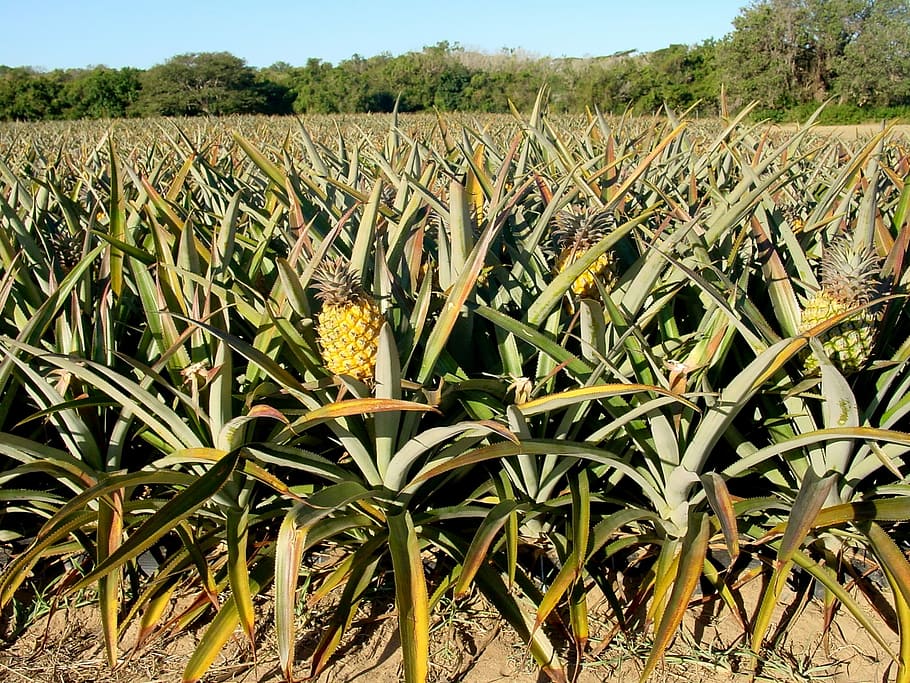 Pineapple, Plantation, Agriculture, plantation, agriculture, hawaii, fruit, field, south africa, grow, food and drink