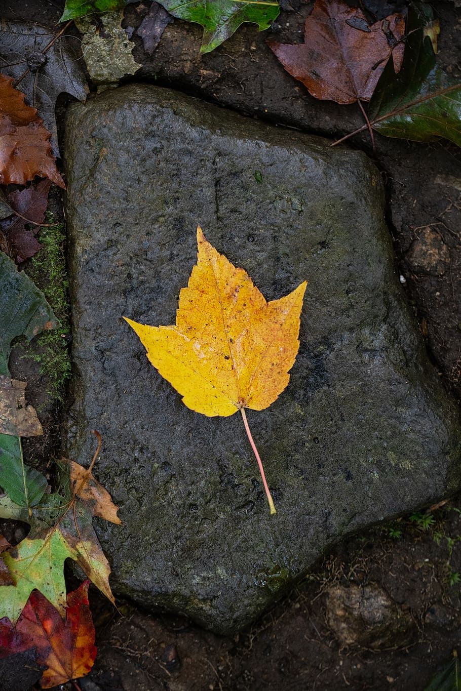 lone, autumn, leaf, fall, foliage, trees, wet, nature, outdoors, hiking