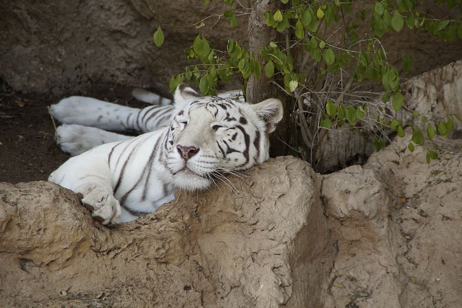tigre albino, adormecido, marrom, rocha, tigre, tigre branco, rei tigre, predador, gato, gato selvagem