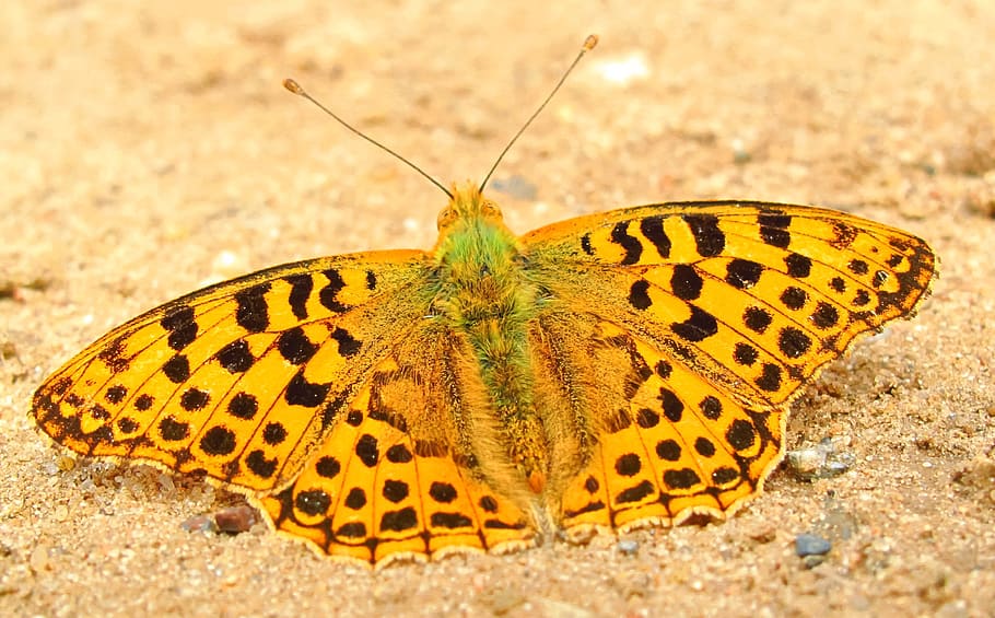 hari kupu-kupu, serangga, alam, hewan, kupu-kupu, dostojka hollis, di pelataran, cantik, closeup, invertebrata