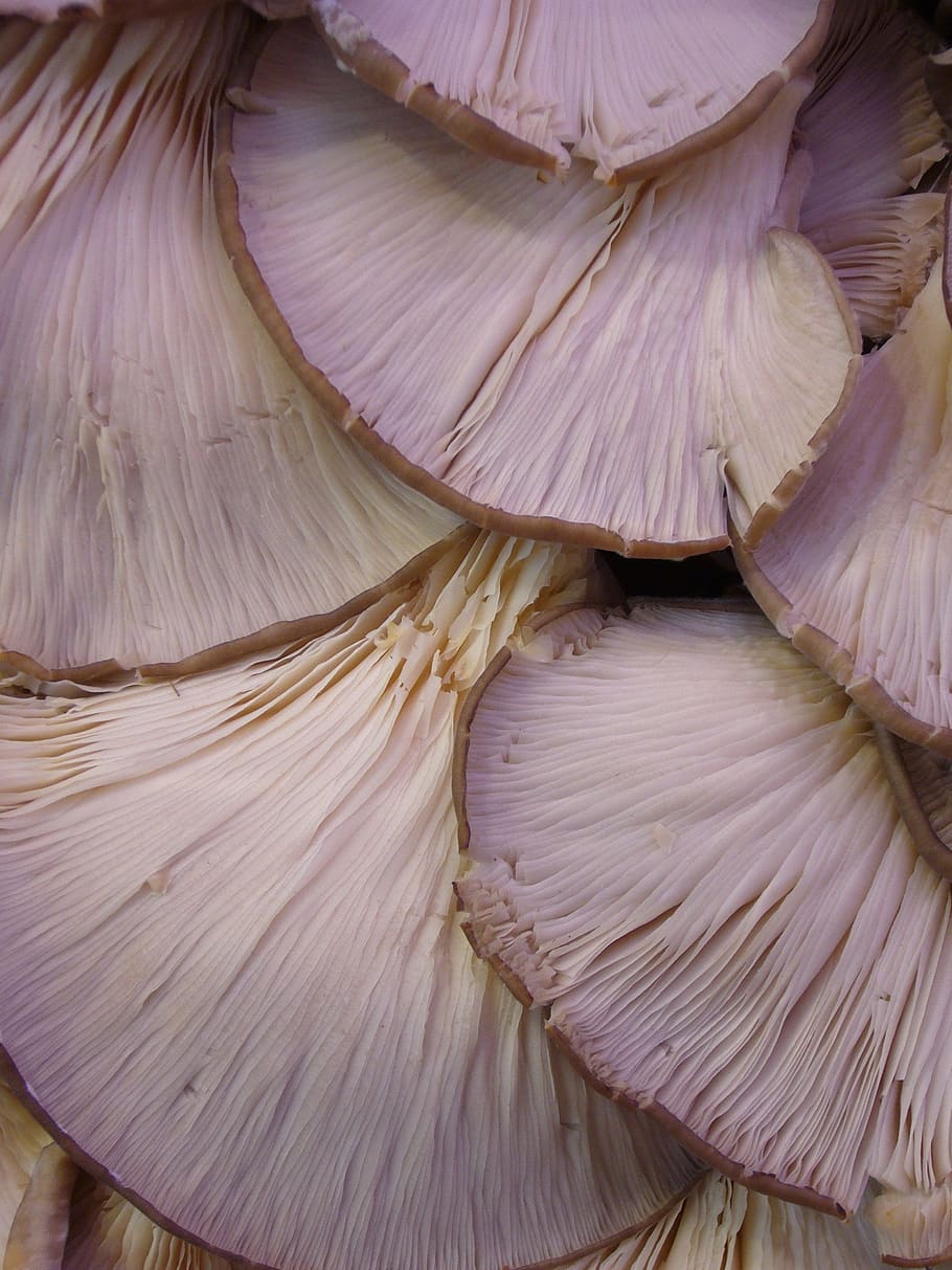 close-up jamur, jamur, jamur tiram, makanan, masak, sayuran, close-up, full frame, tidak ada orang, sayur