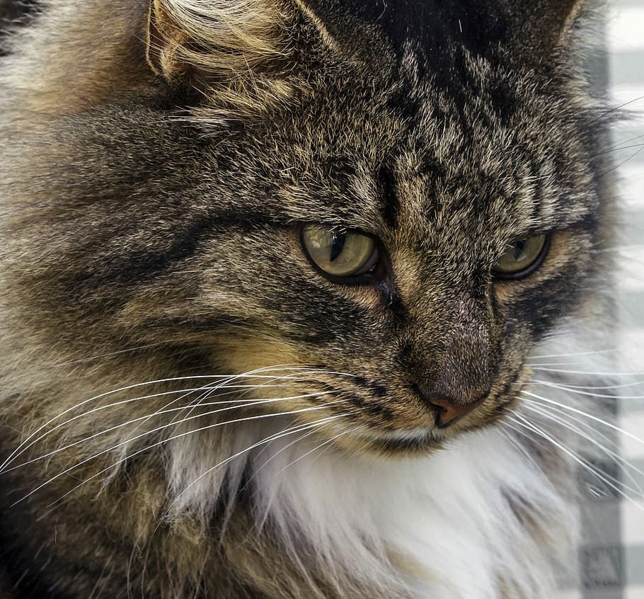 Norwegian Forest Cat, Domestic Cat, Cat, Cat, cat, natural breed, dreamy, relaxed, animal, pet, one animal