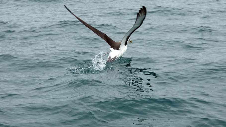albatross, running, new zealand, bird, seabird, water, sea ...