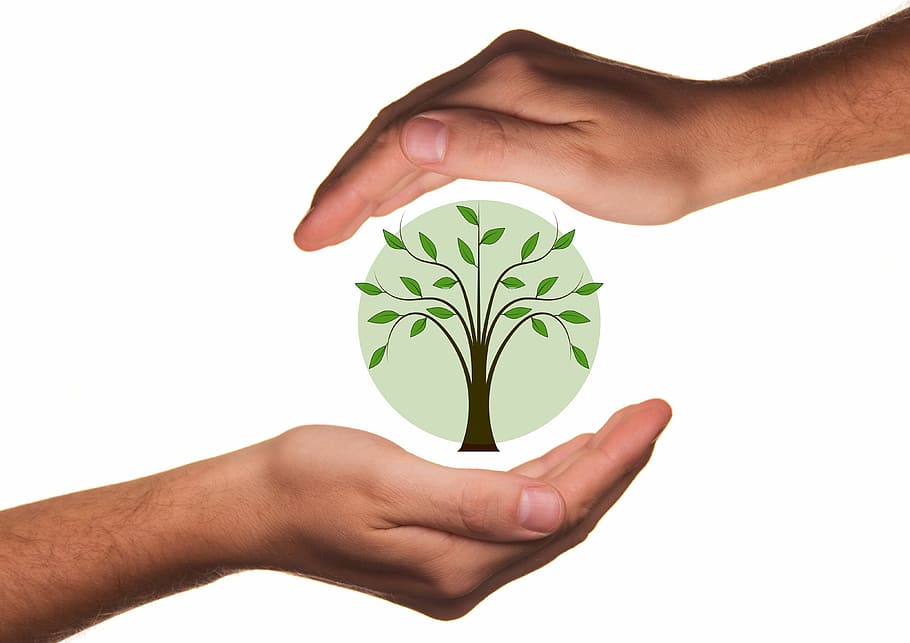 ilustración de la mano humana, proteger, manos, ecología, protección, árbol, planta, bio, vivir, responsabilidad