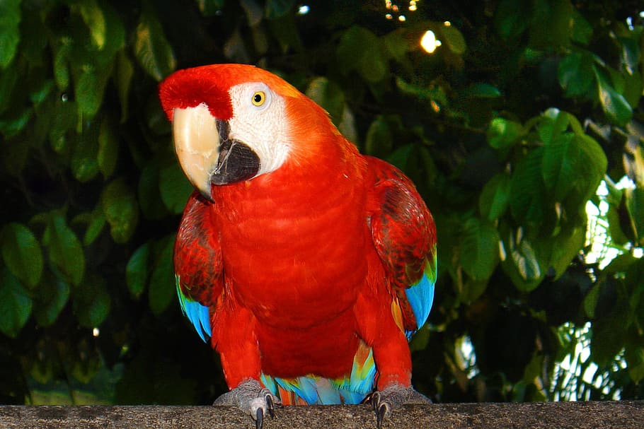 アララ 熱帯 鳥 ブラジル 動物 熱帯の鳥 ブラジルの動物 オウム コンゴウインコ 自然 Pxfuel