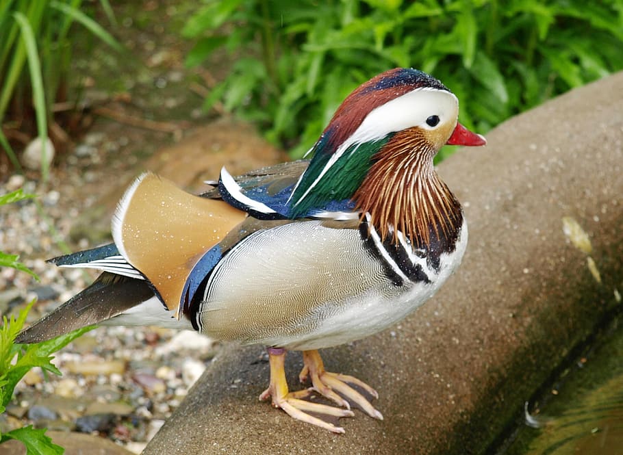 mandarin ducks, duck, ornamental duck, bird, aix galericulata, animal themes, animal, animal wildlife, mandarin duck, vertebrate