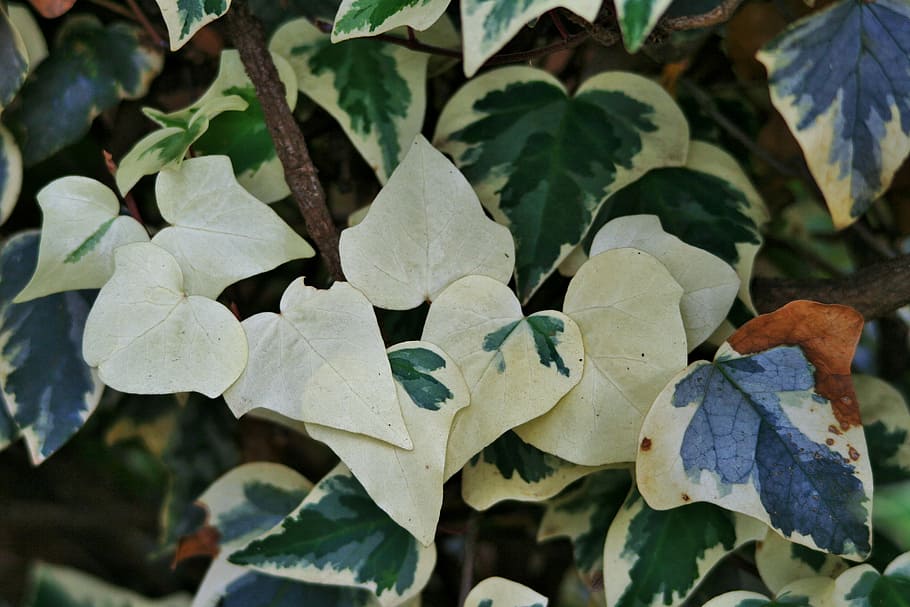 hiedra blanqueada, hiedra, hojas, verde, blanco, blanqueado, enredadera, escalador, hoja, parte de la planta