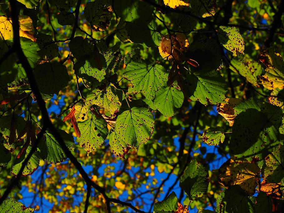 Leaves, Sunny, Colorful, autumn, fall color, fall foliage, lime tree, stone lime tree, tilia cordata, linde