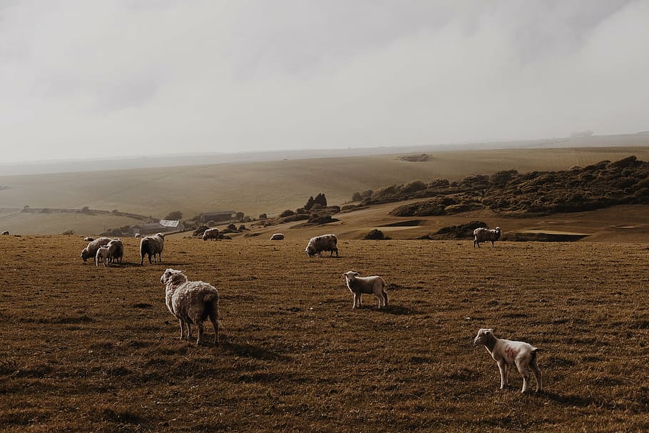 grupo, marrón, plataforma de arena, durante el día, ovejas, cordero, carnero, mascota, manada, verde