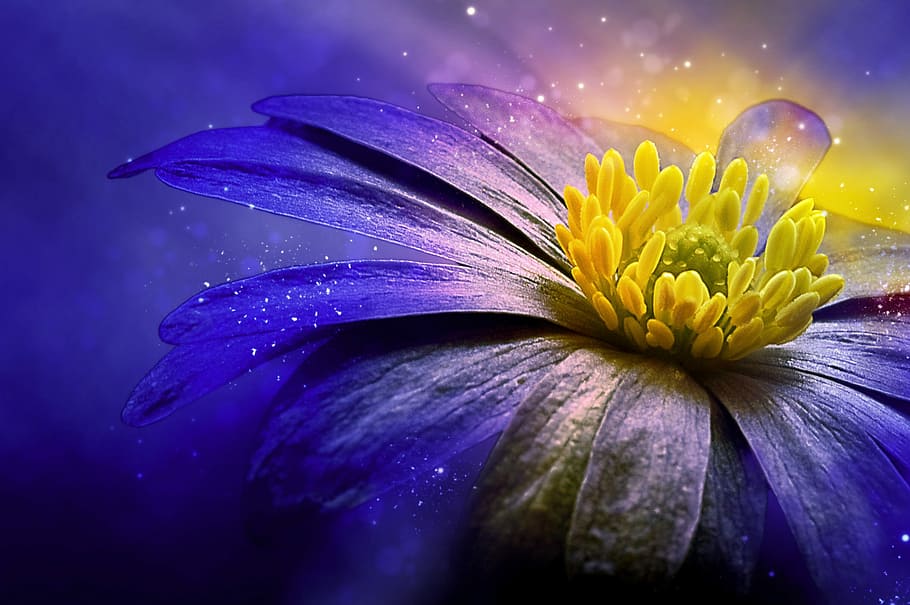 yellow, purple, daisy flower wallpaper, balkan anemone, flower, blossom, bloom, blue, anemone, close
