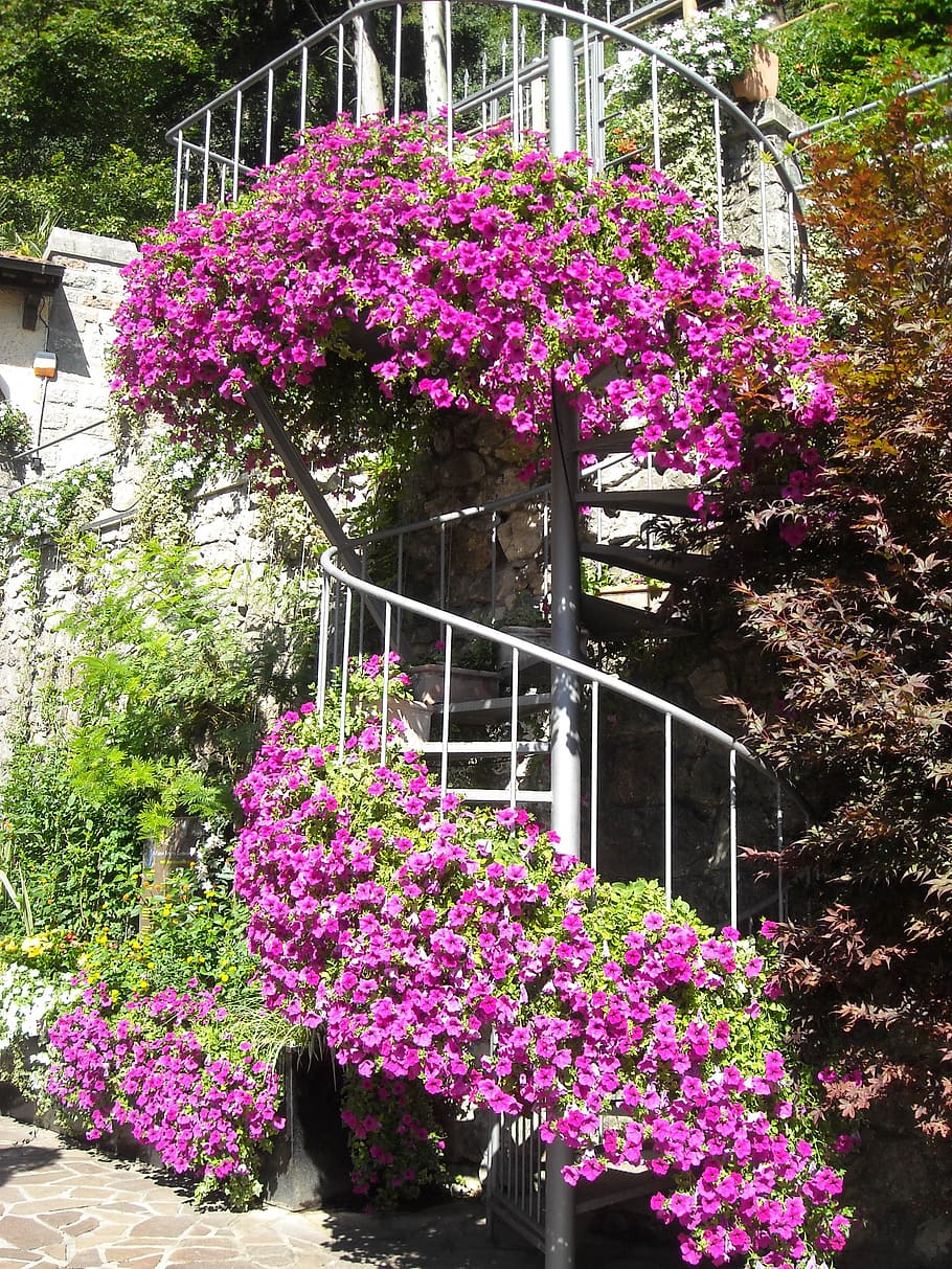 spiral staircase, italy, flowers, stairs, flower, flowering plant, plant, growth, vulnerability, fragility