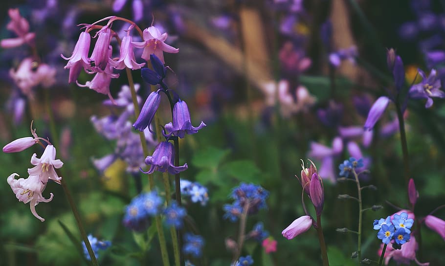 bluebells, bunga-bunga, padang rumput, taman, Flora, bunga liar, alam, berkebun, berkembang, mekar