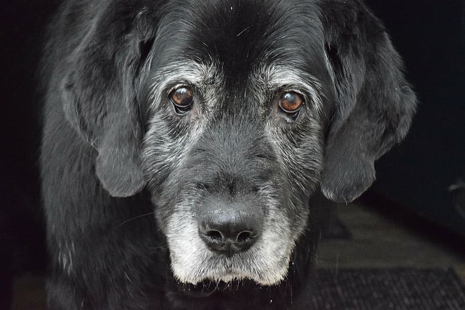 adult, black, labrador retriever close-up photo, dog, old dog, black dog, labrador retriever, grey muzzle, senior, head