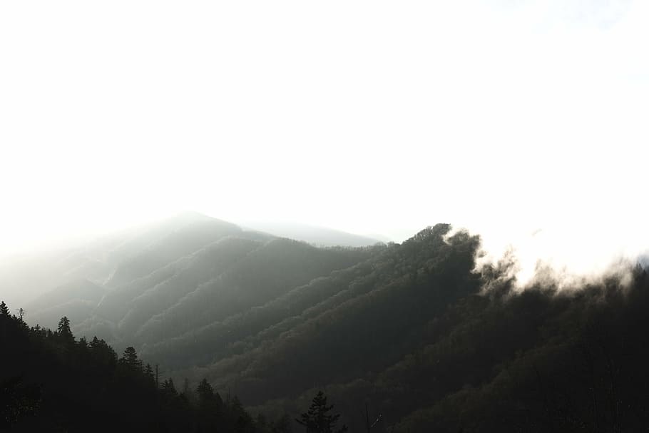 silueta de árboles, montaña, nube, cielo, paisaje, naturaleza, valle, árboles, bosque, niebla