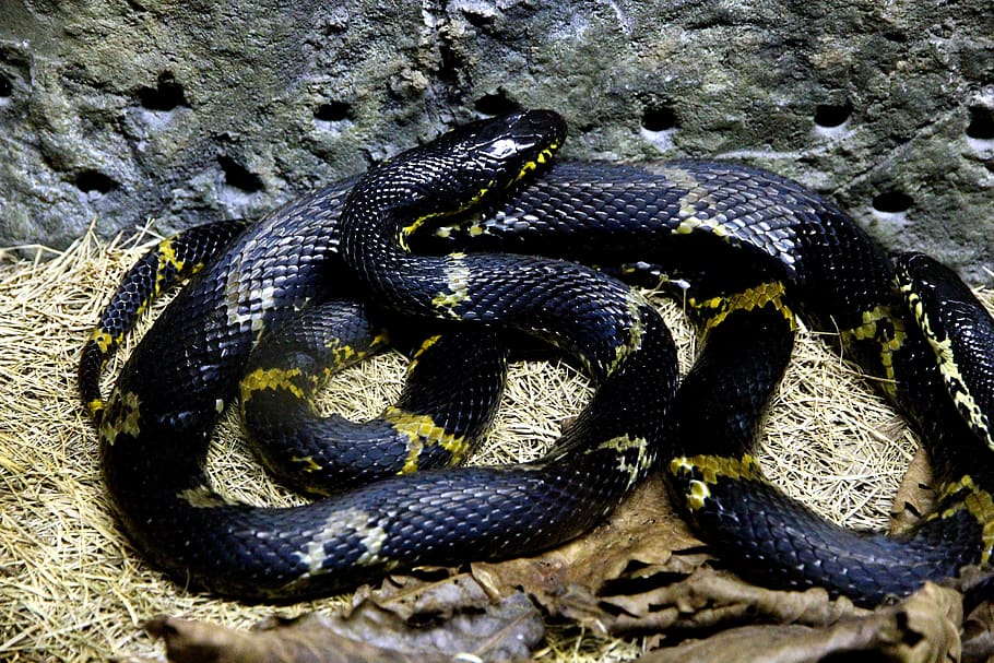 serpiente de rata de amur, serpiente shrenk, serpiente, elaphe schrenckii, corredor, terrario, reptil, fauna, animales de rusia, naturaleza
