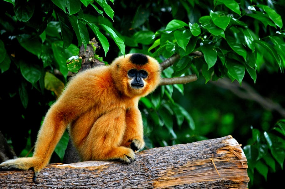 mono, primate, asia, bosque, selva tropical, temas de animales, animal, un animal, fauna animal, mamífero