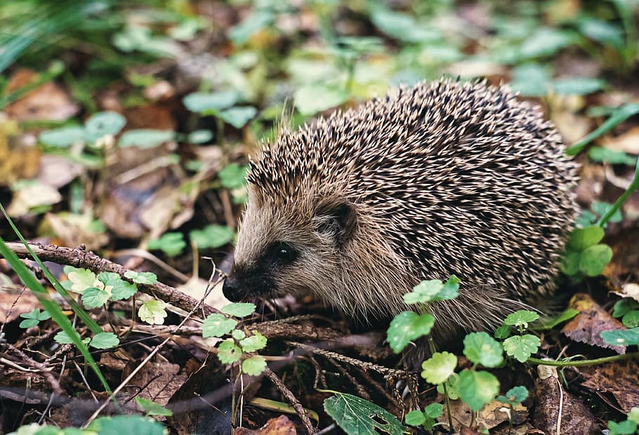 hedgehog, tree roots, crew cut, forest, foliage, grass, nature, summer, barb, needle